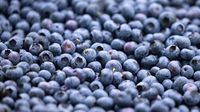 12,000 pounds of blueberries recalled over listeria risks