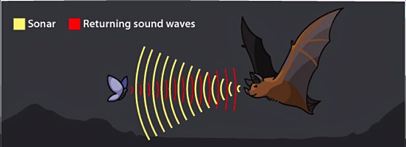 Doğada başta yarasalar ve balinalar olmak üzere bir çok canlı özel dalga boylarında ürettikleri sesleri çevrelerine yayarak yankıları algılayıp, gözlerinin görmedikleri yerlerin haritalarını çıkartıyorlar.
