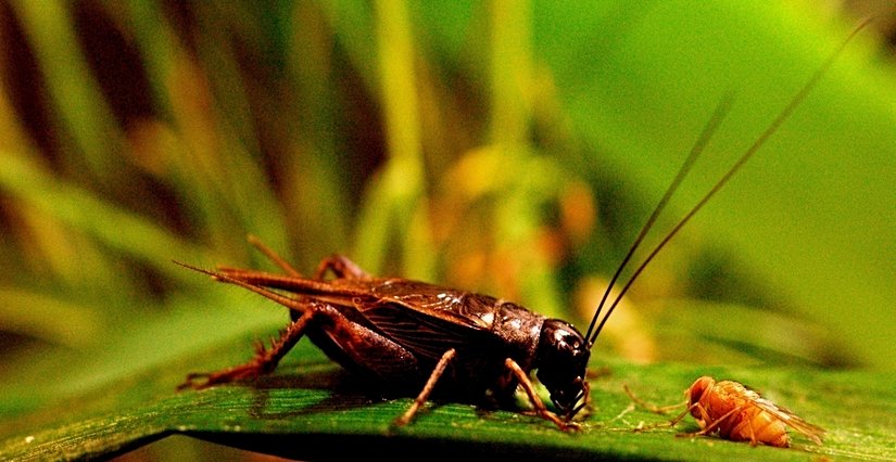 Parazit Sinek ve Cırcır Böceği Karşı Karşıya