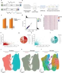 A single-cell resolved genotype-phenotype map using genome-wide genetic and environmental perturbations - Nature Communications