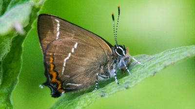 Karaağaç sevbenisi (Satyrium w-album)