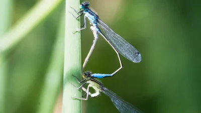 Mavi kuyruklu kızböceği (Ischnura elegans)