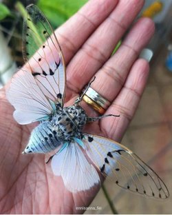 Bu hangi tür bir kelebek?