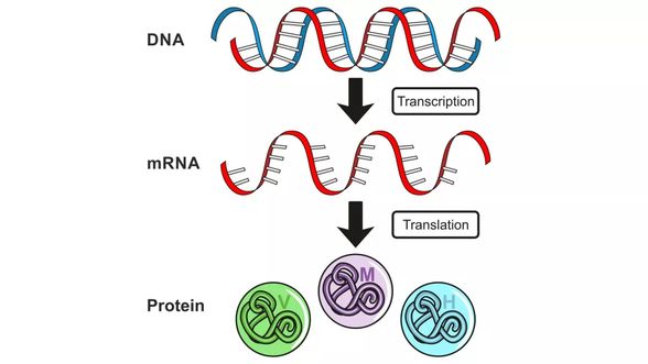 Protein sentezi