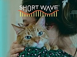 Turuncu Kedilerin Sırrı Çözüldü: Renklerini Belirleyen DNA Mutasyonu Keşfedildi.