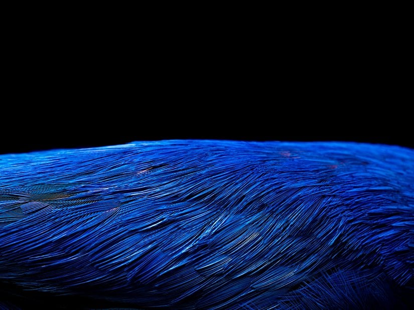 Erkek bir Cotinga maynana