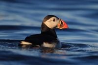 Puffins make a comeback on Isle of Muck after 25 years