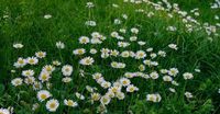 Primavera, perché inizia oggi e cos'è l'equinozio