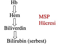 MSP hücresi nedir nerede bulunur?