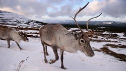 Ren geyikleri UV ışığını görebilir ve bunun nedenini biliyor olabiliriz!