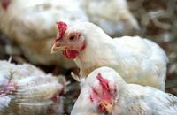 Suspected case of bird flu detected in large poultry flock in Co Tyrone