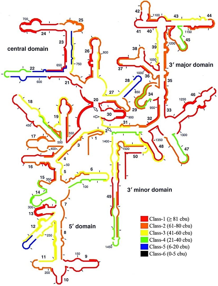 16S rRNA (ribozomal RNA)
