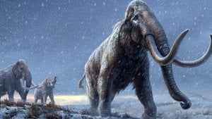 Dünyanın En Eski DNA'sı Keşfedildi: 1.2 Milyon Yıllık DNA, Mamutların Evrim Sürecini Aydınlatıyor!