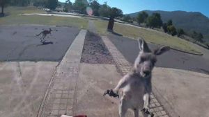 Kangaroo Attack Leaves Man Severely Injured Near Emerald