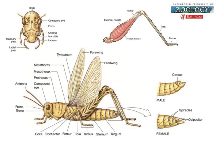 Çekirge anatomisi.