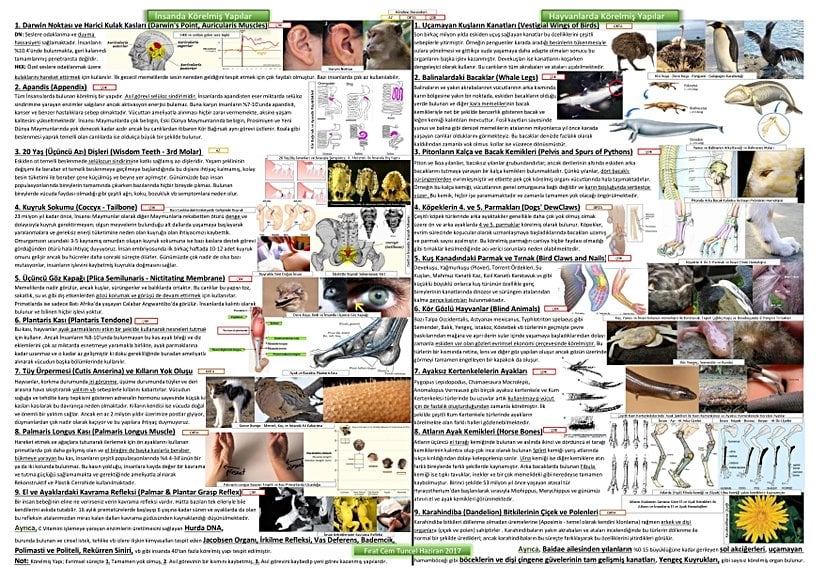 Bu görselde, insanlardaki ve diğer hayvanlardaki körelmiş organların bir kısmını bir arada görebilirsiniz.