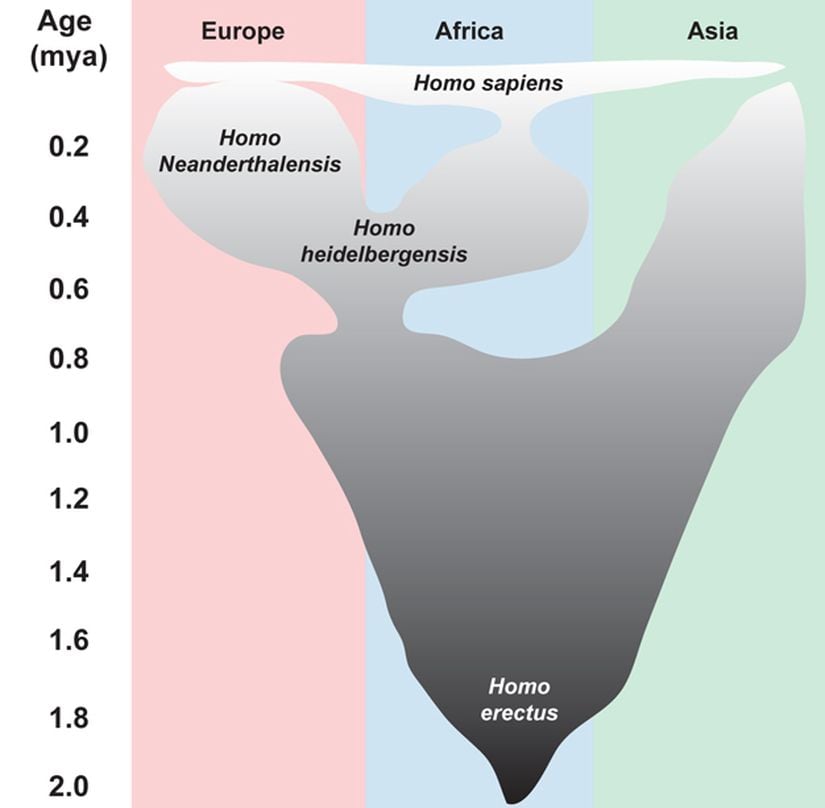 Görsel 4. Orta Pleistosen insan evriminin modeli. Homo heidelbergensis’ten Homo neanderthalensis’e kademeli geçişin Avrupa’da meydana geldiğini ileri süren kanıtlar vardır.                                                                                                                                                                                         Görsel, şu çalışmalardan uyarlanmıştır: Harvarti, K. 100 years of Homo heidelbergensis – life and times of a controversial taxon. Mitteilungen der Gesellschaft für Urgeschichte 16, 85-94 (2007) ve Hublin, J. J. The origin of Neandertals. Proceedings of the National Academy of Sciences (USA) 106, 16022-16027 (2009).