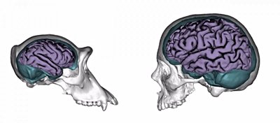 Doğa ve Gelişim: İnsan Beyinleri Çevresel Etmenlere Daha Fazla Tepki Gösterecek Şekilde Evrimleşti!
