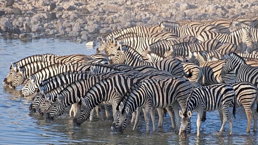 Su içen bir zebra popülasyonu.