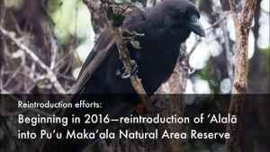 Hawaiian Crow Makes Historic Return To Maui