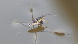 SUDA YÜRÜYÜŞ : FİZİK VE BİYOLOJİ BİR ARADA