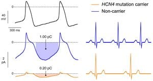 HCN4 Channels Connect Heat Sensation To Heart Rate Regulation