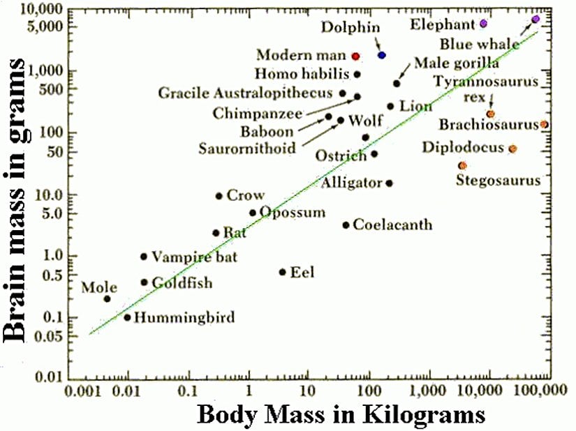 Burada da bir diğer örneği görülmektedir. Bu defa yeşil çizgi "normal" veya "ortalama" değeri göstermektedir. Yine görülebileceği gibi insan (kırmızı nokta), grafikten sol üst köşeye doğru en uzak olan canlıdır. "Sol üst" tarafa gitmenin zekanın fazla olduğunu gösterme sebebi, grafik düzleminde sol üst tarafa doğru gidildikçe vücut kütlesinin azalması, beyin kütlesinin ise artmasıdır. Dolayısıyla beyin-vücut oranı sol üst köşeye doğru giderken hızla artar.