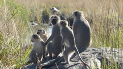 Vervet Maymunu (Chlorocebus pygerythrus)