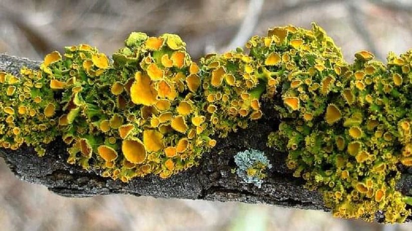 Ağaç dalı üzerinde bir liken.