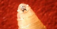 A Rare Flesh-Eating Screwworm Infects U.S. Resident