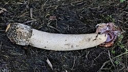 Seks, Evrim Tarihinde Ne Zaman Eğlenceli Olmaya Başladı?