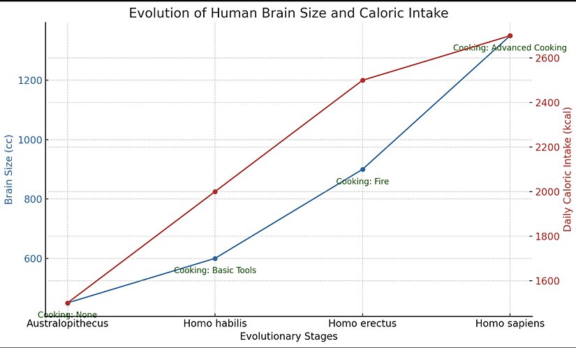 Görsel, insan evrimi boyunca beyin büyüklüğü ve günlük kalori alımındaki değişiklikleri gösteriyor. Ayrıca, farklı evrimsel aşamalarda kullanılan pişirme yöntemlerini de vurgulamaktadır.