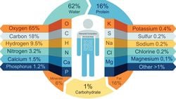 İnsanın Kimyasal Tarifi: Vücudunuzu Oluşturan Elementlerin Tam Listesi ve Miktarları
