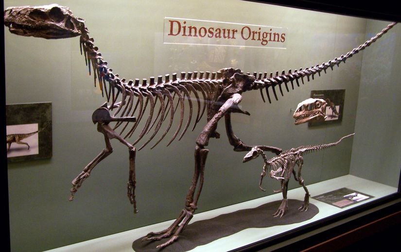 İlkin dinozorlardan Herrerasaurus ischigualastensis(büyük olan), Eoraptor lunensis(küçük olan) ve Plateosaurus trossingensis(kafatası). Üç ilkin saurischian(kertenkele kalçalı).