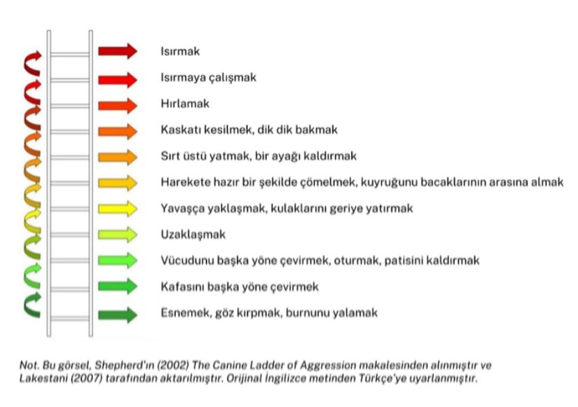 Şekil 2: Köpeklerin Agresiflik Basamakları