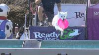 Macon's Cherry Blossom Festival features Ready Go Dog Show