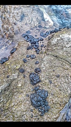 Görseldeki canlılar nedir ya da bunlar canlı mıdır?