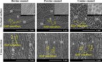 Quantitative characterization of indentation initiated crack growth in bovine enamel - Scientific Reports