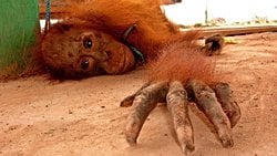 Endonezya'da Orangutanlara İnsanlar Tarafından Tecavüz Edildiğini Biliyor Muydunuz?