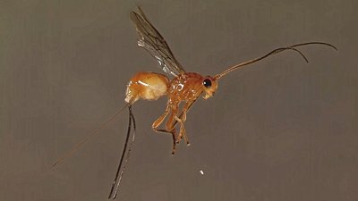 Ardışık Türleşme: Eşek Arıları Gözümüzün Önünde Yeni Bir Türe Evrimleşiyor!