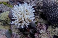 Great Barrier Reef records largest annual coral loss in 39 years