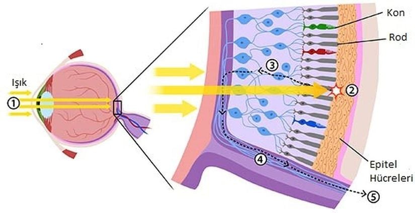 A vitaminin görme üzerine etki ettiği kon ve rod hücreleri.