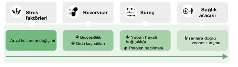 Arazi kullanımı değişikliğinin zoonoz hastalıklar açısından rolünü anlatan diyagram.