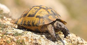 Rediscovered Tortoise Sparks Hope And Excitement Across France