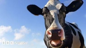 UK Dairy Farms End Bovaer Methane Feed Trial