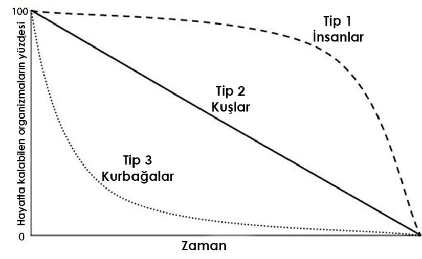 Görsel 2. Organizmalar habitatlarına uyum sağlamış üreme stratejileri kullanırlar. Bu grafikte karşılaştırılan türlerden insanlar, Tip 1 olarak bilinen sağkalım eğrisine sahiptir. Tip 1 canlıların yavrularının büyük çoğunluğu yetişkinliğe ulaşır ve nesiller arası süreleri oldukça uzundur. Bunun tam karşıtı olan örneği (Tip 3) ise kurbağalar ortaya koyar. Bu tipte, yavruların çok az bir kısmı hayatta kalırken hayatta kalanlar hızlı bir şekilde yetişkinliğe ulaşır ve hemen çok sayıda yavru üretirler. Kuşlar ise bu iki tipin arasına denk gelen bir strateji kullanır (Tip 2). Görsel: Ray Husthwaite