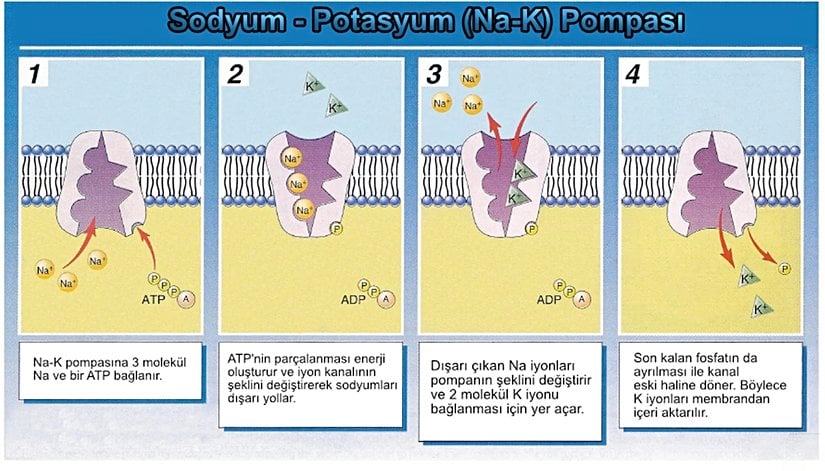 Na-K pompasının aktif taşıma ile çalışma prensibi.
