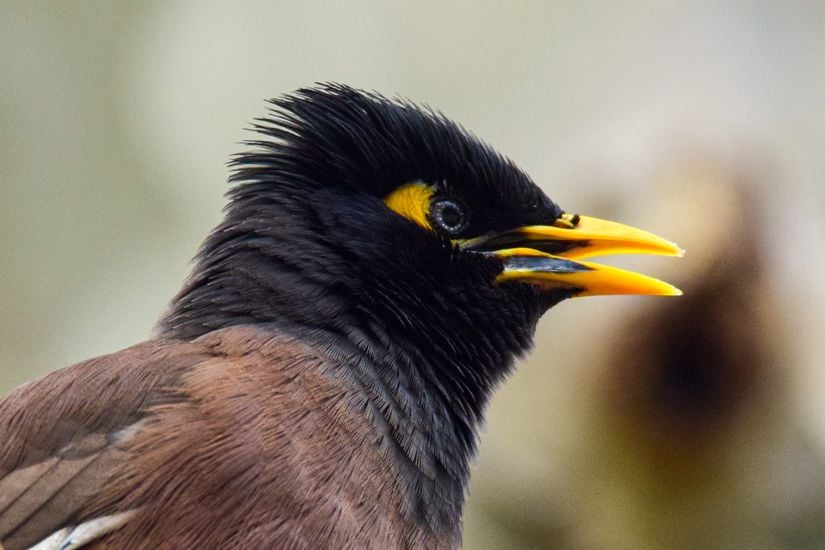 Çiğdeci (Acridotheres tristis), yetişkin birey.