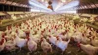 Bird flu returns following a brief summer lull