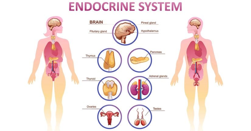 Endokrin Sistem